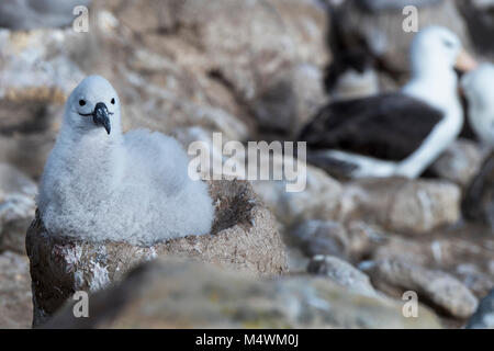 Isole Falkland, nuova isola. Nero-browed albatross pulcino su NEST (WILD: Thalassarche melanophris) Foto Stock