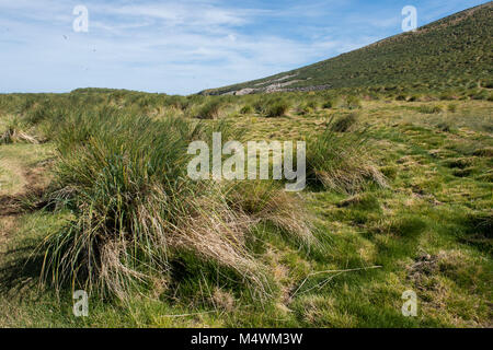 Isole Falkland, nuova isola. Isola tipica tussock grass habitat. Foto Stock