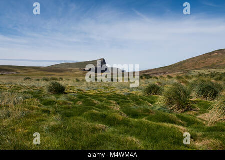 Isole Falkland, nuova isola. Isola tipica tussock grass habitat. Foto Stock