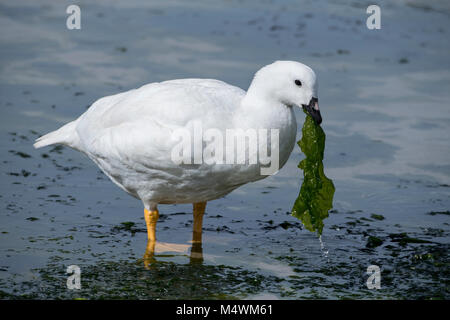 Isole Falkland, nuova isola. Kelp (oca selvatica: Chloephaga hybrida malvinarum) maschio, mangiare kelp. Foto Stock