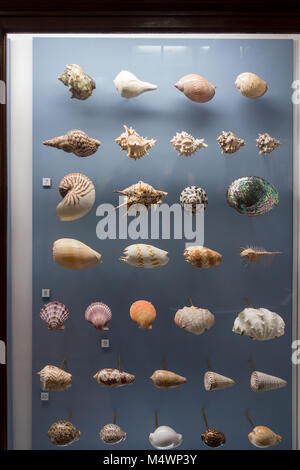 Un display di vari gusci al Horniman Museum di Londra Foto Stock