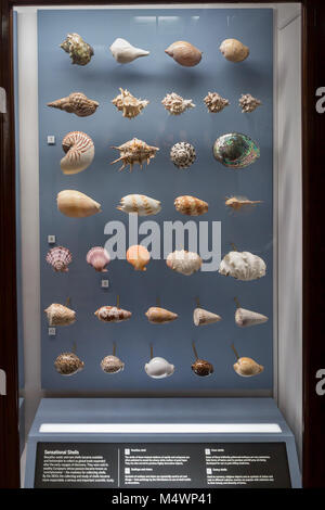 Un display di vari gusci al Horniman Museum di Londra Foto Stock