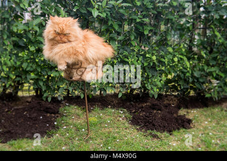 Orange gatto persiano seduta in pentola floreale Foto Stock