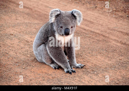 Il Koala seduto su una strada sterrata al Parco Nazionale di Flinders Chase Foto Stock