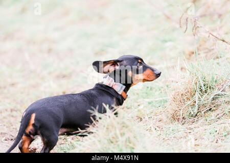 Miniatura Bassotto su un cane a camminare in campagna, Oxfordshire, Regno Unito Foto Stock