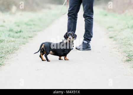 Miniatura Bassotto su un cane a camminare in campagna, Oxfordshire, Regno Unito Foto Stock