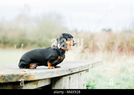 Miniatura Bassotto su un cane a camminare in campagna, Oxfordshire, Regno Unito Foto Stock