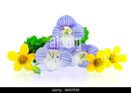 Fiori di Primavera composizione Foto Stock