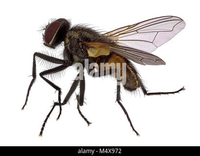 Alta dettagliata fino in prossimità di una mosca di casa (Musca domestica) Foto Stock
