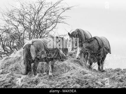 Tre pony alimentando il fieno in un campo fangoso durante una tempesta di neve si brucia Foto Stock