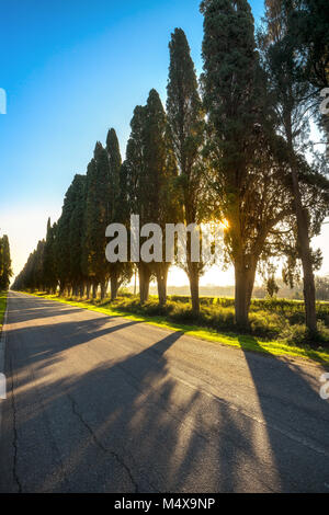 Bolgheri famosi cipressi alberi viale rettilineo orizzontale. Punto di riferimento della Maremma Toscana, Italia, Europa. Foto Stock