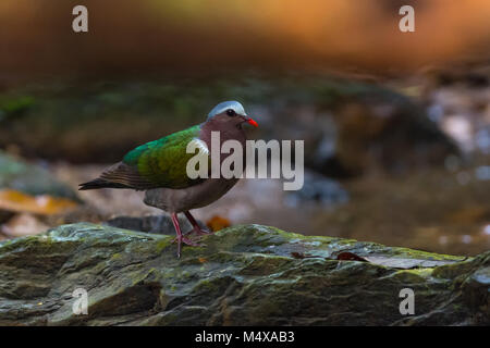 Il comune colomba di smeraldo, Asian emerald colomba, o grigio-capped emerald colomba (Chalcophaps indica) è un piccione che è una diffusa resident breeding bird Foto Stock