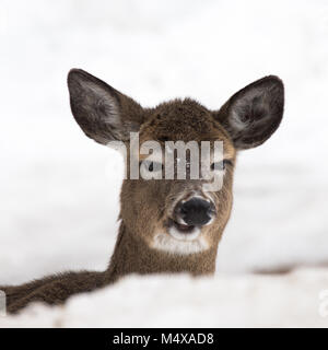 Un culbianco cervi in Montagne Adirondack, in inverno facendo una divertente volto con uno sfondo di neve. Foto Stock