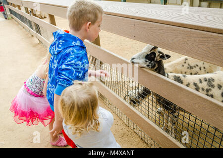 I bambini di fronte a una capra in uno zoo di animali domestici all'Orange County Zoo. Foto Stock