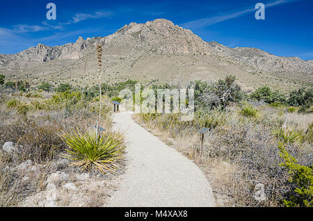 Il sentiero che conduce alla montagna al Parco Nazionale delle Montagne Guadalupe in Texas. Foto Stock
