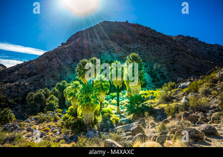 Raggi di sole sulle palme Fortynine Palms Oasis trail nel Parco nazionale di Joshua Tree, ventinove Palms, CA, Stati Uniti d'America. Foto Stock