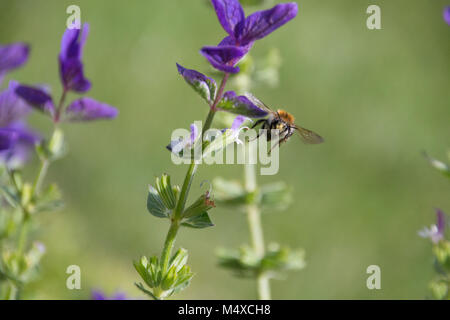 Honeybee raccogliendo il polline dai fiori viola. Foto Stock