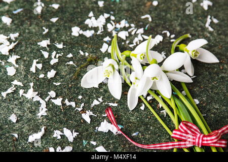 Snowdrops fresco bouquet e petali su sfondo di pietra Foto Stock
