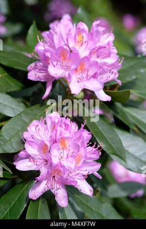 Close-up di blumi di Rhododendron ponticum, chiamato anche comuni o di rododendro rododendro del mar nero Foto Stock