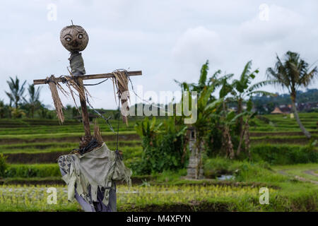 Foto di spaventapasseri nel campo in Indonesia Foto Stock