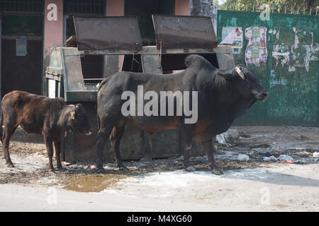 Mucca nelle strade di Rishikesh, India Foto Stock