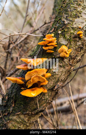 Gambo di velluto (Flammulina velutipes) cresce su albero di decadimento nel Herefordshire UK campagna Foto Stock