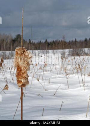 Quebec, Canada. Un impianto di giunco in inverno Foto Stock