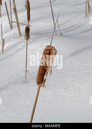 Quebec, Canada. Un impianto di giunco in inverno Foto Stock