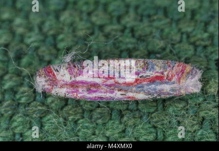Caso delle larve di Tinea pellionella, il caso-cuscinetto falena vestiti realizzati utilizzando multi-colore di lana merinos. Foto Stock