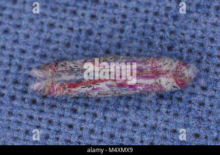 Caso delle larve di Tinea pellionella, il caso-cuscinetto falena vestiti realizzati utilizzando multi-colore di lana merinos. Foto Stock