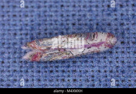 Caso delle larve di Tinea pellionella, il caso-cuscinetto falena vestiti realizzati utilizzando multi-colore di lana merinos. In Dorset house. Foto Stock
