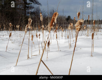 Quebec, Canada. Bulrushses in inverno Foto Stock