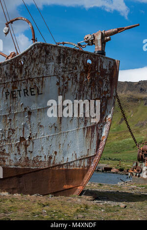 Territorio britannico, Georgia del Sud, King Edward Cove. La caccia alla balena storico insediamento di Grytviken. Vecchia nave baleniera, Petrel. Foto Stock