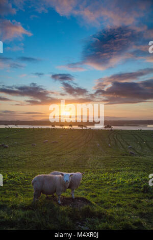 Ovini e tramonto sul fiume Moy, nella contea di Sligo, Irlanda. Foto Stock