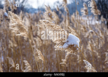 Macro di primo piano di coperta di neve prateria di erba in campo nella foresta in Illinois Foto Stock