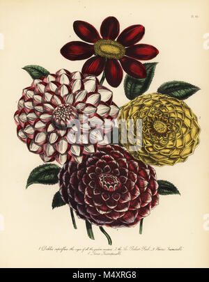 Varietà di Dahlia superflua, la variabile dalia, il Sir Robert Peel, Harris, inimitabile e Levic'incomparabile. Handfinished chromolithograph da Henry Noel Humphreys dopo una illustrazione di Jane Loudon dalla sig.ra Jane Loudon il Signore fiore giardino di piante perenni ornamentali, William S. Orr, Londra, 1849. Foto Stock