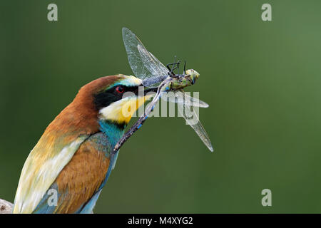 Gruccione su un ramo con un Hawker blu Foto Stock
