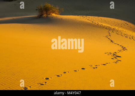 La mattina in Mesquite Flat dune di sabbia Foto Stock