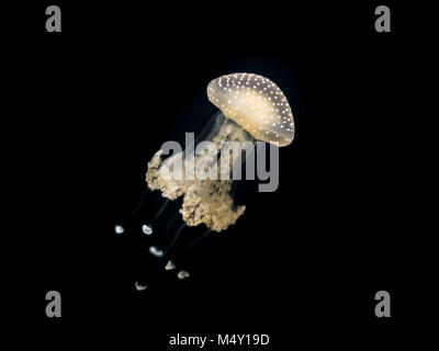 Un bianco macchiato jelly fish (Phyllorhiza punctata) galleggianti in un acquario Foto Stock