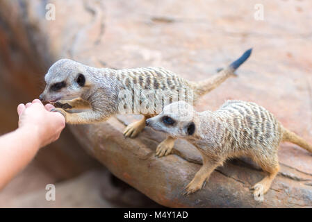 Close-up di alimentazione manuale clan di Meerkats Suricata suricatta, Africana animali nativi, piccolo carnivoro appartenente alla famiglia mangusta Foto Stock