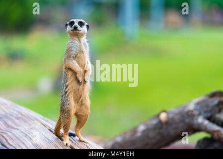 Ritratto di meerkat Suricata suricatta, nativi africani animale, piccolo carnivoro appartenente alla famiglia mangusta Foto Stock