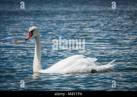 Il White Swan il nuoto nel lago Foto Stock