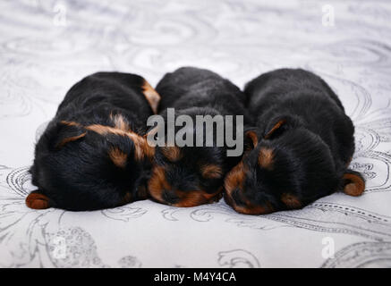 Tre neonato dolce Yorkshire terrier cuccioli sono dormire su un letto. Foto Stock