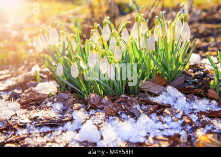 Bella bucaneve su sfondo bokeh di fondo nella soleggiata Foresta di primavera sotto il sole. Foto di pasqua con copia spazio. Foto Stock