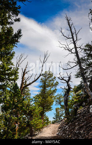 Bristlecone pines, il più lungo gli alberi vivi, può essere visto sul Bristlecone boschetto di pini trail nel Parco nazionale Great Basin. Foto Stock