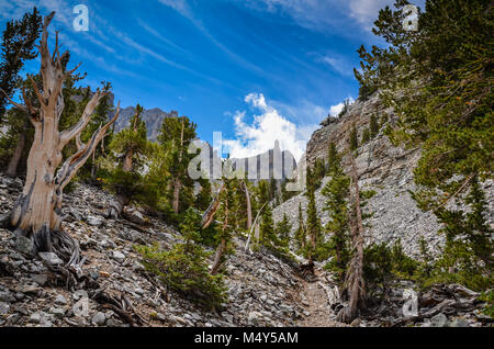 Bristlecone pines, il più lungo gli alberi vivi, può essere visto sul Bristlecone boschetto di pini Trail nel Parco nazionale Great Basin. Foto Stock
