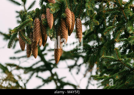 Coni di abete rosso che cresce su un albero. Fotografia dettagliata. Rami di abete rosso e gli aghi in background. Il resto della neve sui coni. Foto Stock