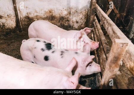 Little Pigs in un porcile. Tre belle suini rosa sono in attesa per l'alimentazione. Foto Stock