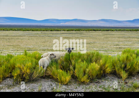 Un nero di fronte pecora e di un bianco peer di pecora al viewer da un intervallo aperto su un sage campo tratteggiata, con montagne distanti in background. Foto Stock