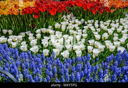 Strati di rosso, bianco e blu dei fiori--tulipani e giacinti d'uva--l'annuale Tulip Festival in Albany, New York. Foto Stock